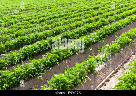 Furchen, in denen wächst Grüne unreife Karotten mit Gras und Unkraut, im Bereich der Landwirtschaft Stockfoto