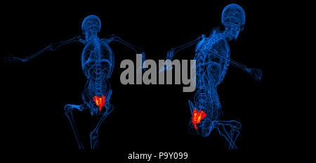 3D Rendering Illustration des Os sacrum Stockfoto