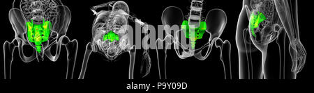 3D Rendering Illustration des Os sacrum Stockfoto