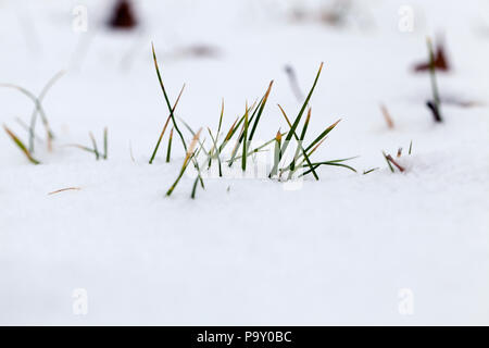 Grüne Gras Sticks aus dem Schnee im Winter, Teil des Grases ist gelb, eisige Wetter Stockfoto