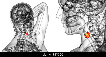 3D Rendering Illustration der Schilddrüse Stockfoto