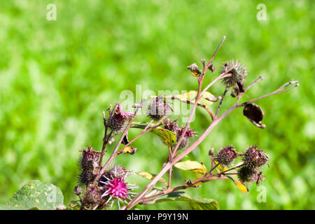 Trocken alte Thistle auf einem Hintergrund von jungen helle grüne Gras in Form von keine scharfen Hintergrund, Nahaufnahme Stockfoto