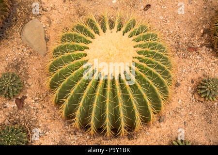 Barrel cactus Stockfoto