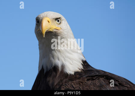 Der Weißkopfseeadler (Haliaeetus leucocephalus), Aleuten, Alaska Stockfoto