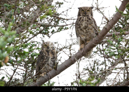 Great horned Owl (Bubo virginianus) Stockfoto