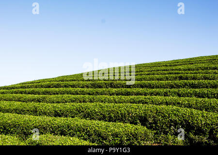 Tee Plantage in Thailand Stockfoto