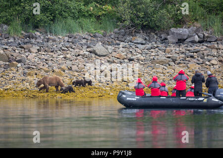 Touristen beobachten ein brauner Bär mit drei Jungen aus der Sicherheit eines Zodiac Boot Stockfoto