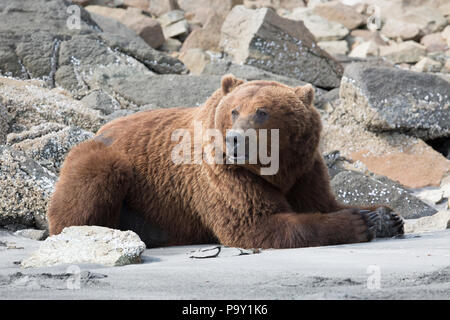 Alaskan Brown Bear, Katmai National Park Stockfoto