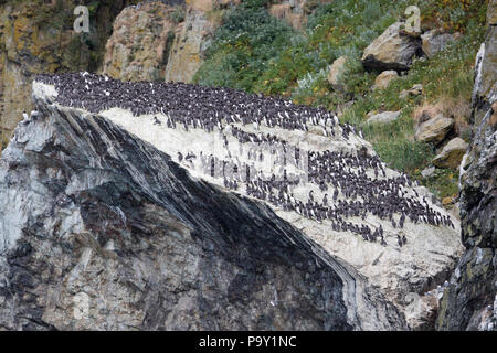 Hunderte von gemeinsamen Murres auf einem Felsen in der semidi Inseln, Alaska Stockfoto