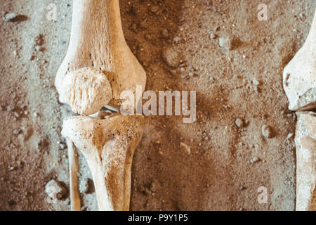 Archäologische Ausgrabungen und Funde aus Knochen der ein Skelett in einer menschlichen Beerdigung, ein Detail der historischen Forschung, die Vorgeschichte. Stockfoto