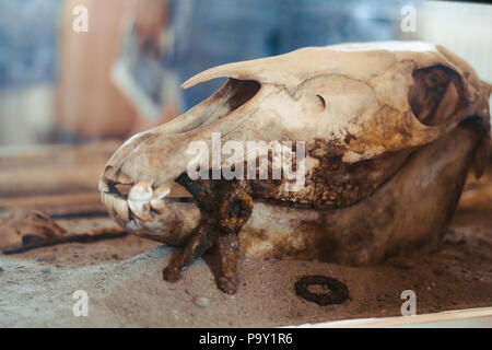 Archäologische Ausgrabungen und Funde der Knochen des Skeletts in der Beerdigung, details der alten Forschung, Hintergrund. Stockfoto