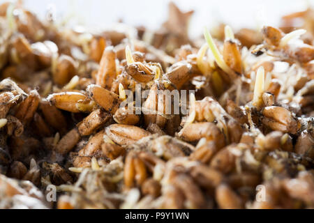 Gekeimten Weizen, die wegen der schlechten Arbeitsbedingungen zu verschlechtern begann und schimmlig, close-up im Bereich Stockfoto