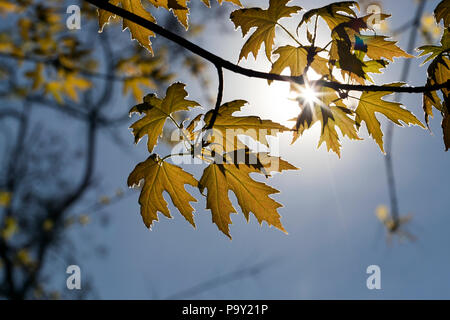 Hintergrundbeleuchtung junge Laub der Eiche im Frühling während der Blüte, Nahaufnahme im sonnigen Frühling, grünes Laub Stockfoto