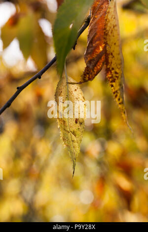 Ein paar gelbe Blätter an den Ästen eines Baumes in der Herbstsaison, nasse Vegetation nach Regen, Nahaufnahme Stockfoto