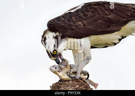 Osprey genießt der Nachmittag Fisch. Stockfoto