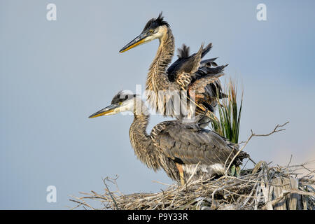 Great Blue Heron Brüder werden sich fragen, was da unten los ist... Stockfoto