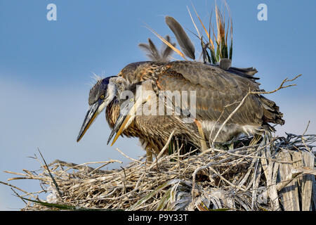 Etwas Aufmerksamkeit von diesen Great Blue Heron Brüder... Stockfoto