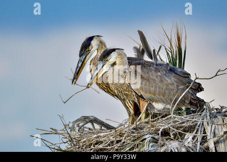 Great Blue Heron Knaben tun Hausaufgaben zusammen. Stockfoto