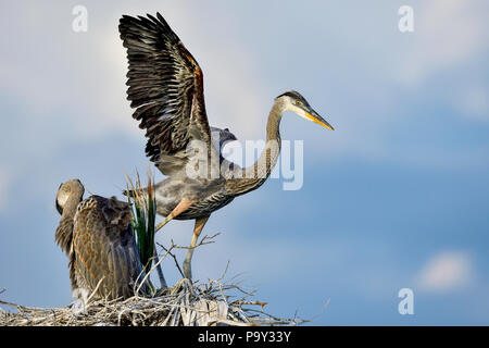 Great Blue Heron "chick" ist die Ausbildung von Flügel stärker zu werden.. Stockfoto