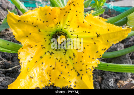 Pollen Käfer Meligethes Arten auf eine Zucchini Blume Stockfoto