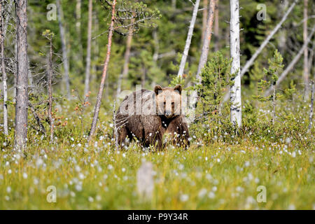 Braunbär ist die Eingabe in die offene Sumpf aus dem Wald. Stockfoto