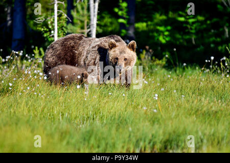 Brauner Bär Mamma mit einem cub Eingabe in die offene Sumpf aus dem Wald ist. Obwohl, es ist noch nicht sicher, ob es sicher ist, was zu tun ist. Stockfoto