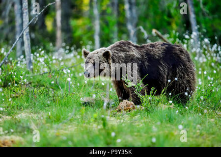 Brauner Bär hat etwas, das alle seine Aufmerksamkeit nimmt beschmutzt. Stockfoto