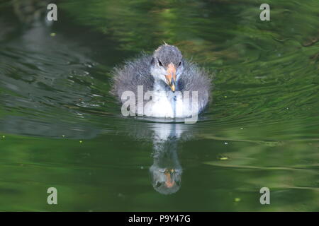 Ein kleines Baby Blässhuhn sucht nach Nahrung in der Nähe seiner Mutter bei der RSPB Fairburn Ings Naturschutzgebiet Stockfoto