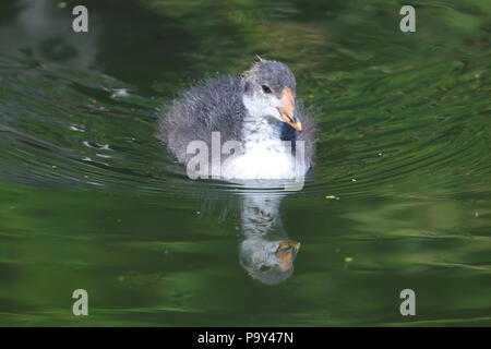 Ein kleines Baby Blässhuhn sucht nach Nahrung in der Nähe seiner Mutter bei der RSPB Fairburn Ings Naturschutzgebiet Stockfoto