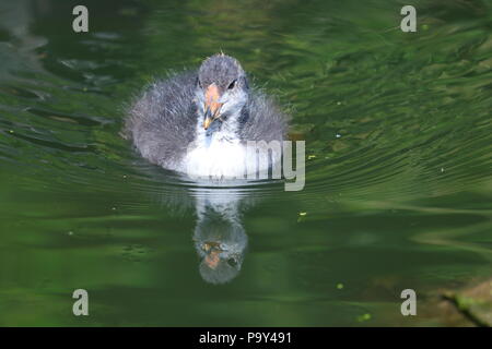 Ein kleines Baby Blässhuhn sucht nach Nahrung in der Nähe seiner Mutter bei der RSPB Fairburn Ings Naturschutzgebiet Stockfoto