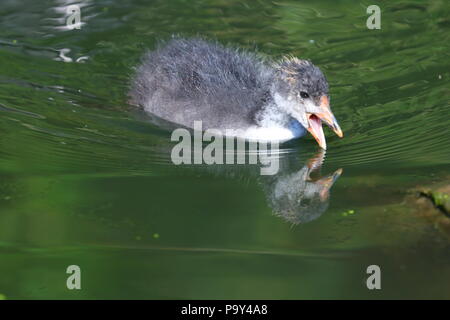 Ein kleines Baby Blässhuhn sucht nach Nahrung in der Nähe seiner Mutter bei der RSPB Fairburn Ings Naturschutzgebiet Stockfoto