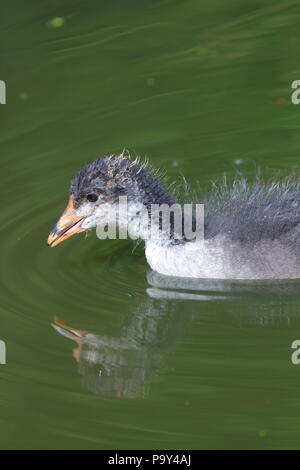 Ein kleines Baby Blässhuhn sucht nach Nahrung in der Nähe seiner Mutter bei der RSPB Fairburn Ings Naturschutzgebiet Stockfoto