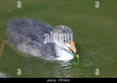 Ein kleines Baby Blässhuhn sucht nach Nahrung in der Nähe seiner Mutter bei der RSPB Fairburn Ings Naturschutzgebiet Stockfoto