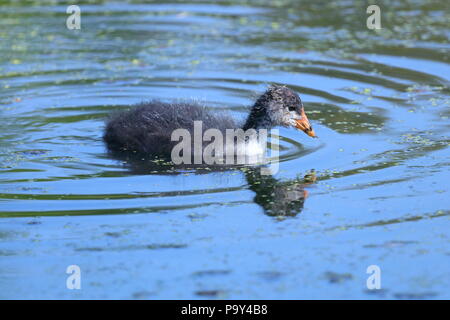 Ein kleines Baby Blässhuhn sucht nach Nahrung in der Nähe seiner Mutter bei der RSPB Fairburn Ings Naturschutzgebiet Stockfoto