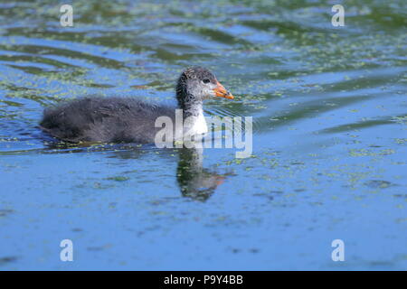 Ein kleines Baby Blässhuhn sucht nach Nahrung in der Nähe seiner Mutter bei der RSPB Fairburn Ings Naturschutzgebiet Stockfoto