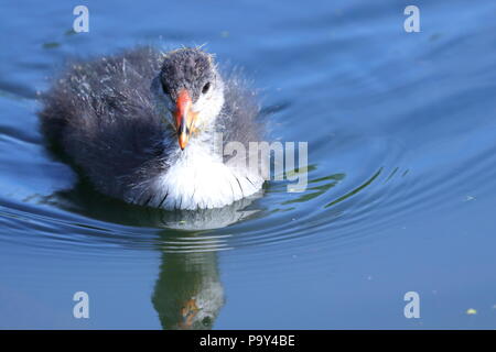 Ein kleines Baby Blässhuhn sucht nach Nahrung in der Nähe seiner Mutter bei der RSPB Fairburn Ings Naturschutzgebiet Stockfoto