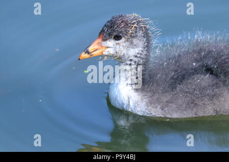 Ein kleines Baby Blässhuhn sucht nach Nahrung in der Nähe seiner Mutter bei der RSPB Fairburn Ings Naturschutzgebiet Stockfoto