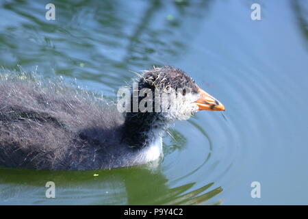 Ein kleines Baby Blässhuhn sucht nach Nahrung in der Nähe seiner Mutter bei der RSPB Fairburn Ings Naturschutzgebiet Stockfoto