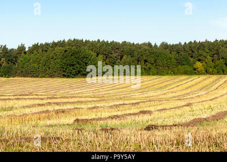 Flache Reihen von Stroh, Raps im Sommer nach der Ernte die Pflanzen, Landschaft Stockfoto