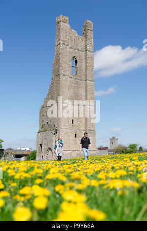 Verkleidung, Irland - In der Ruine der Abtei quadratischer Glockenturm namens Yellow Kirchturm hat ihren Namen von der Farbe der Mauerwerk in der Abenddämmerung. Sow Disteln Wiese. Stockfoto