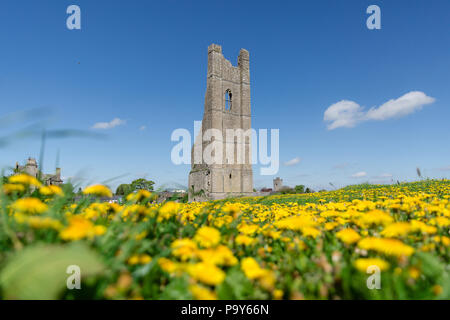 Verkleidung, Irland - In der Ruine der Abtei quadratischer Glockenturm namens Yellow Kirchturm hat ihren Namen von der Farbe der Mauerwerk in der Abenddämmerung. Sow Disteln Wiese. Stockfoto