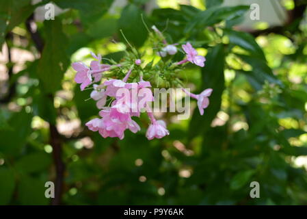 Rosa Gartenblumen phlox nach starkem Regen in Himbeerbüschen. Stockfoto