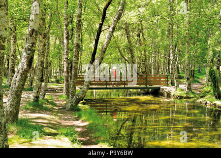 Eine Person Kreuzung kleine Holzbrücke in einem romantischen Bergwald mit glazialen Brunnen Stockfoto