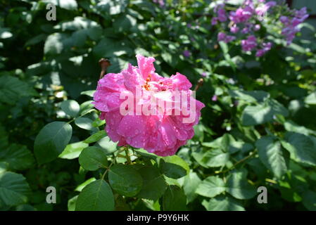 Nach starkem Regen geöffnete Rosenknospe, stieg in Wassertropfen auf. Stockfoto