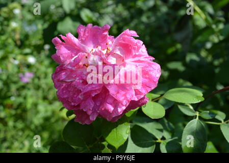 Nach starkem Regen geöffnete Rosenknospe, stieg in Wassertropfen auf. Stockfoto