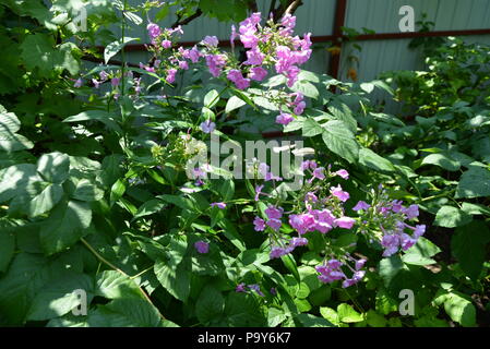 Rosa Gartenblumen phlox nach starkem Regen in Himbeerbüschen. Stockfoto