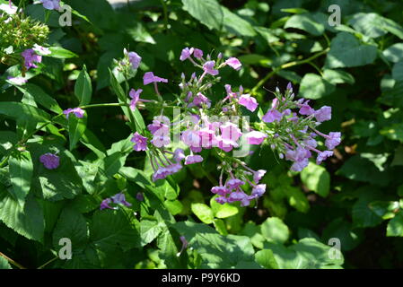 Rosa Gartenblumen phlox nach starkem Regen in Himbeerbüschen. Stockfoto