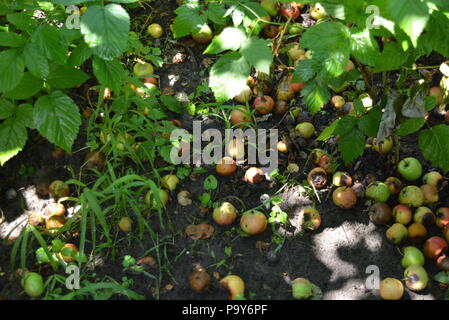 Umgefallene Früchte von Apfelbäumen nach starkem Regen auf dem Boden mit Himbeerbüschen. Stockfoto