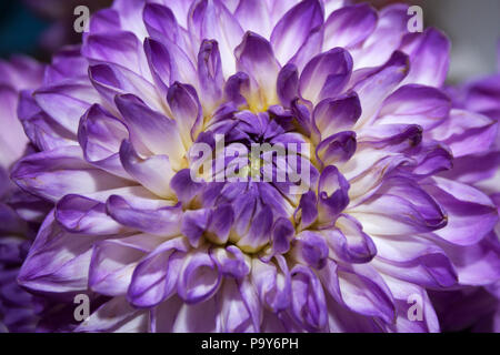 Blühende Dahlie Blume mit violetten und weißen Blütenblättern Nahaufnahme Stockfoto