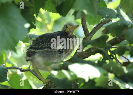 Juvenile Green Heron Küken in Baum in der Nähe von Nest Stockfoto